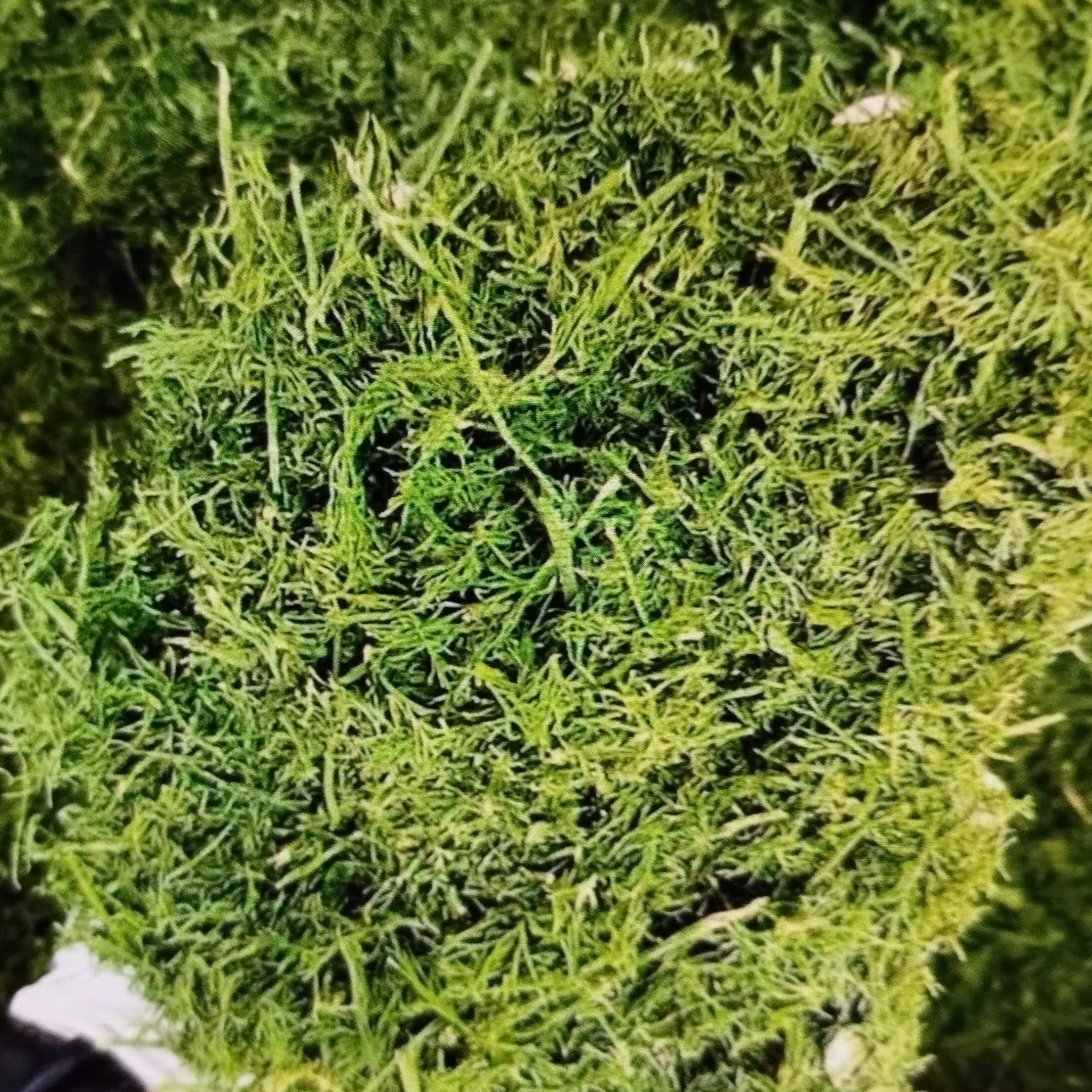 شوید پفکی بسته  100 گرمی شسته شده و تمیز