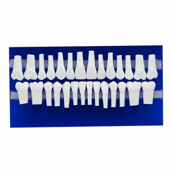 مدل دندان آموزشی | Ortho Organaizers