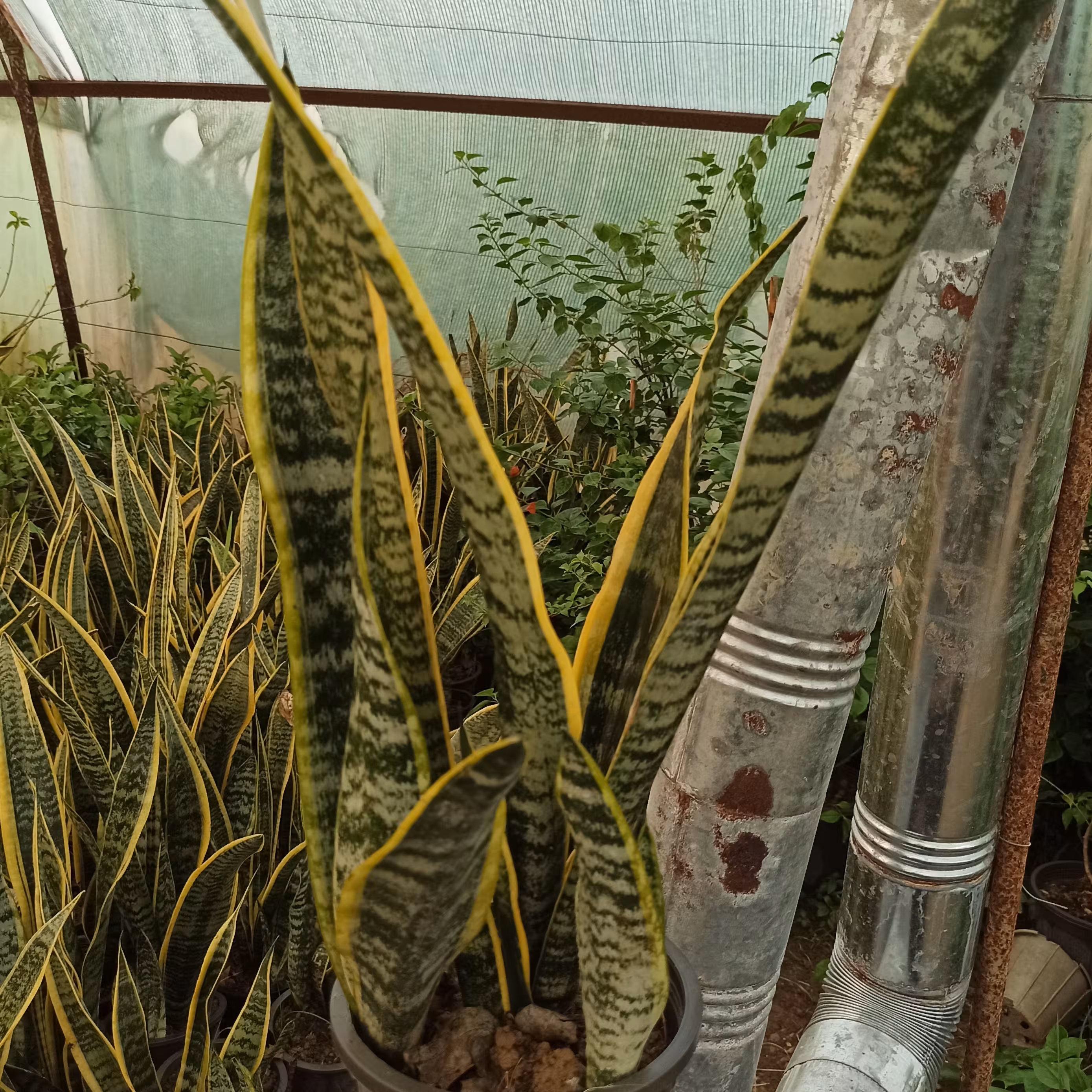 سانسوریا ابلق بیش از دو پاجوش ریشه کاملا پر 