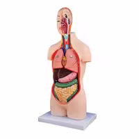 مولاژ آموزشی نیم تنه ساده