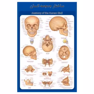 پوستر آموزشی طرح آناتومی جمجمه انسان
