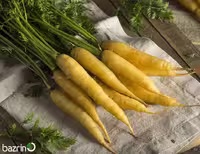 بذر هویج زرد