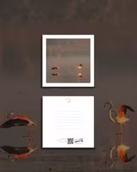 کارت پستال فلامینگو 1