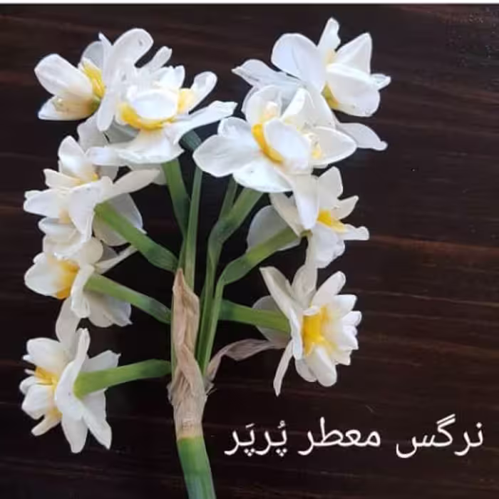 پیاز گل نرگس مخلوط (گونه معطر شهلا و پُرپَر بصورت درهم) بسته 10 کیلوئی
