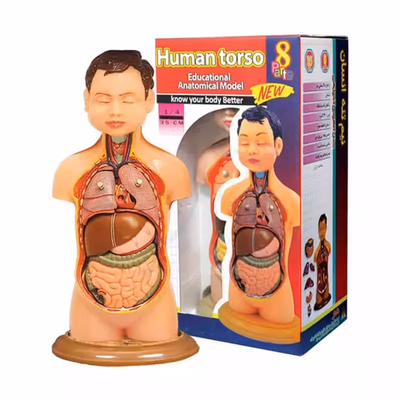 مولاژ نیم تنه بدن انسان کد 5138274 ارتفاع 30 سانتی متر