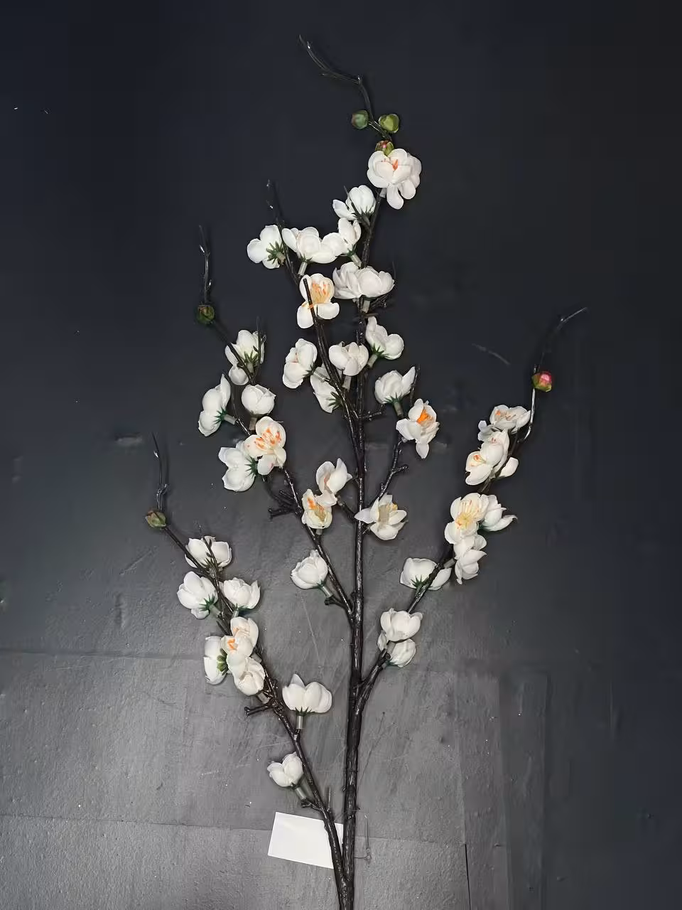 شکوفه ژاپنی گیلاس سفید وارداتی