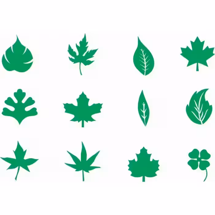 شابلون طرح برگ ( 12 برگ جدا)