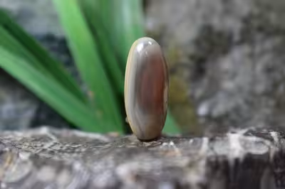 امپریال جاسپر