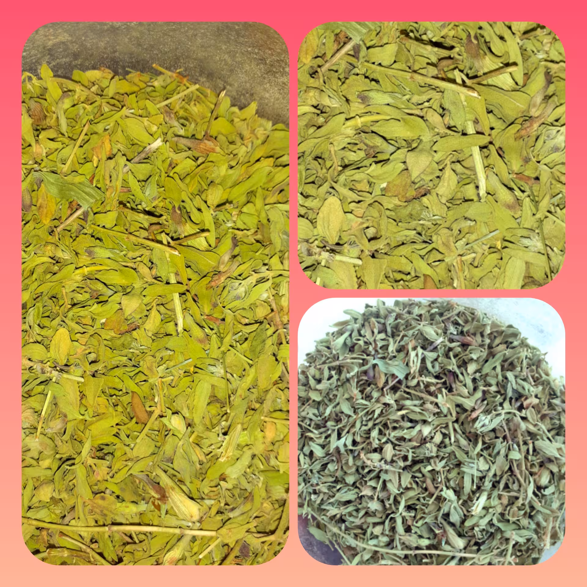 برگ زرین گیاه یا زرنگیا  ( 50 گرمی ) فروشگاه بدیسا