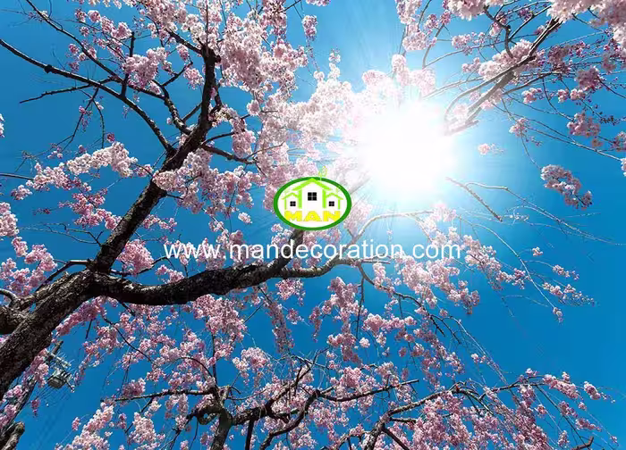 آسمان مجازی آسمان آبی شکوفه کد 13413