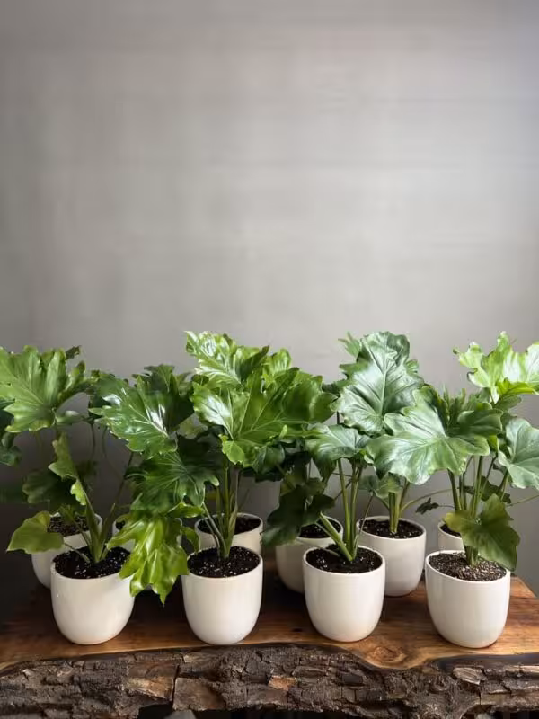 خرید 10 عدد گیاه برگ انجیری سلوم