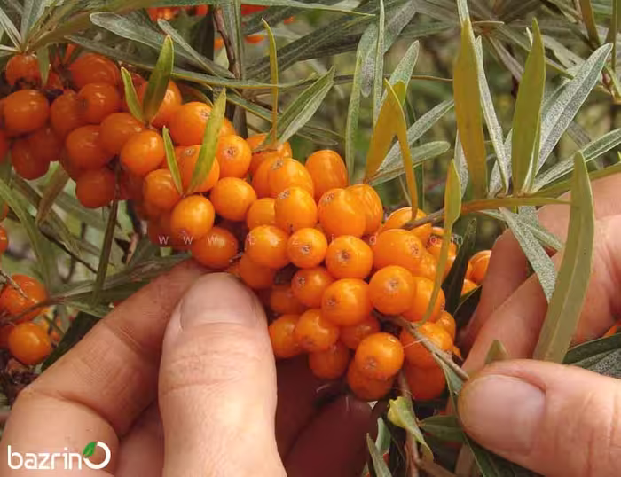 بذر گل اورنج بری