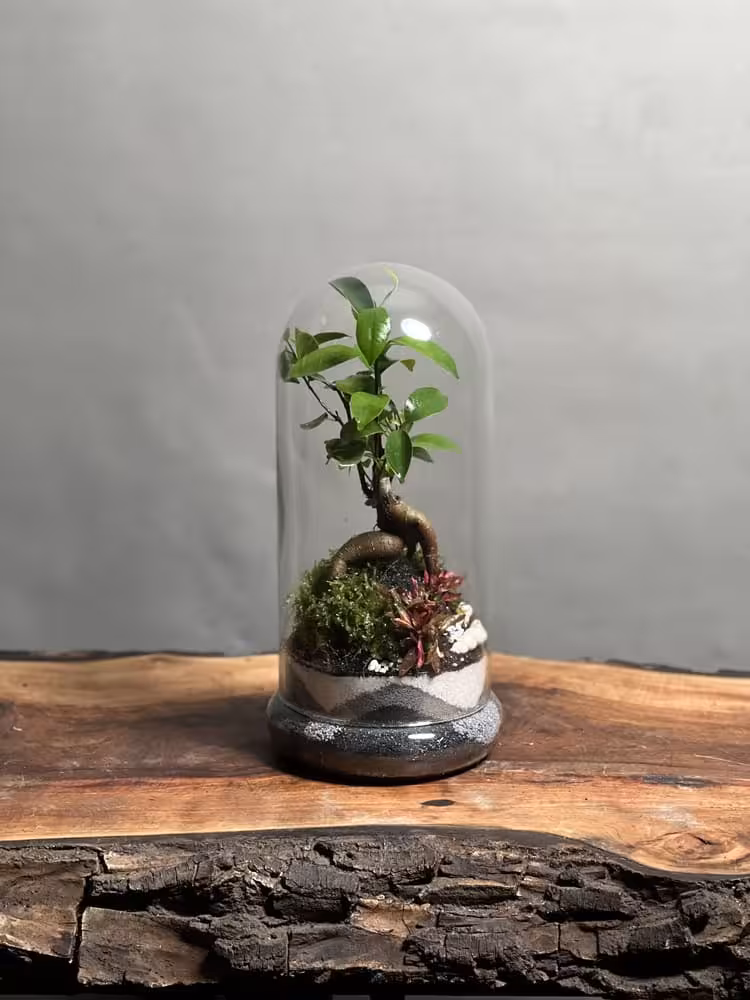 خرید تراریوم بنسای فیکوس طرح مینی گری