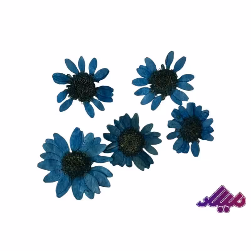 گل خشک بابونه آبی کوچک وارداتی 5 عددی