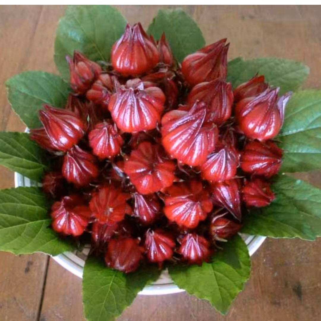 بذر چای ترش سرخ بذرها تازه هستن و جوانه زنی سریع 100عدد بذر  هم به صورت تکی هم عمده 