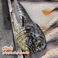 ماهی گالیت تازه (1 کیلوگرم)