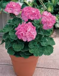 تحقیق درباره گل شمعدانی