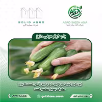بذر خیار مینی  دنیز پاکت  500 عددی
