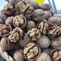 گردو 1402 رسید درشت و کاغذی  2کیلویی (1900گرم خالص) 