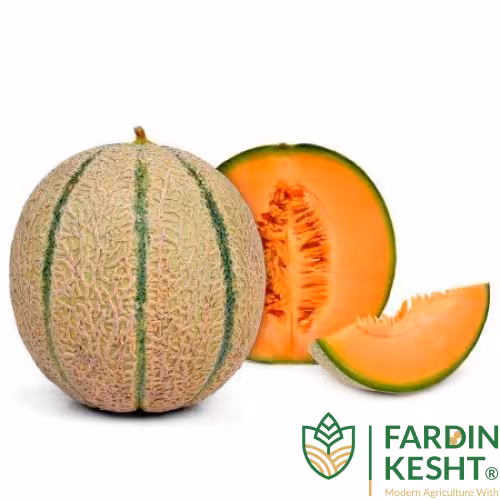 بذر طالبی خوش عطر شاه آبادی بسته 30 عددی