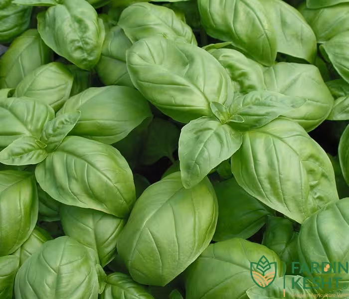 بذر ریحان ایتالیایی برگ بزرگ بسته 50 عددی