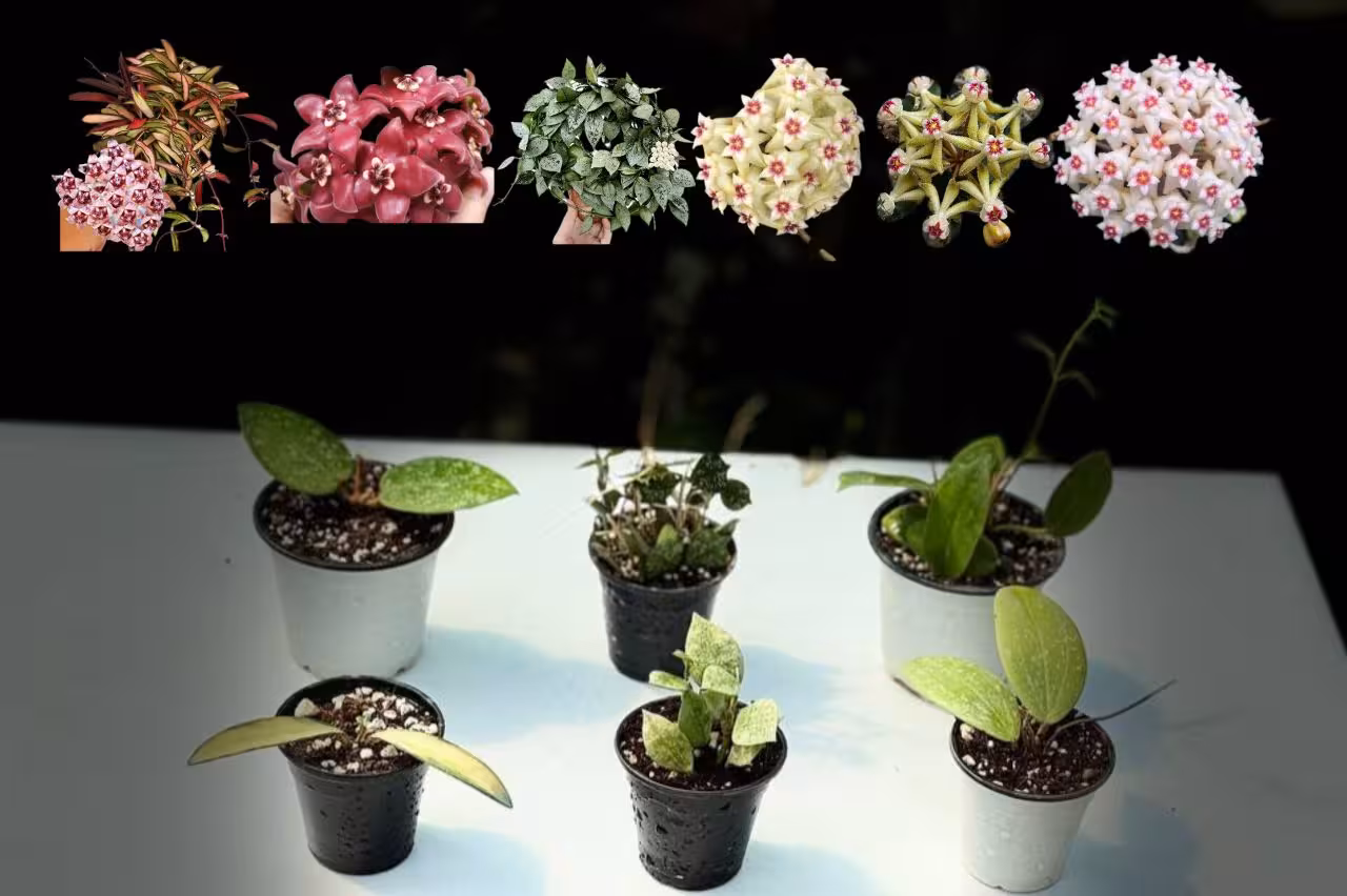 پکیج اول فوق فوق معطر جشنواره خرداد