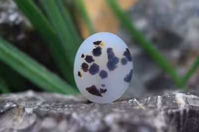 عقیق شجر برزیل