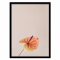 قیمت و خرید تابلو دکوراتیو مدل عکاسی مینیمال گل کد 0286