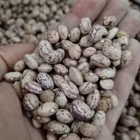 لوبیا چیتی اعلا