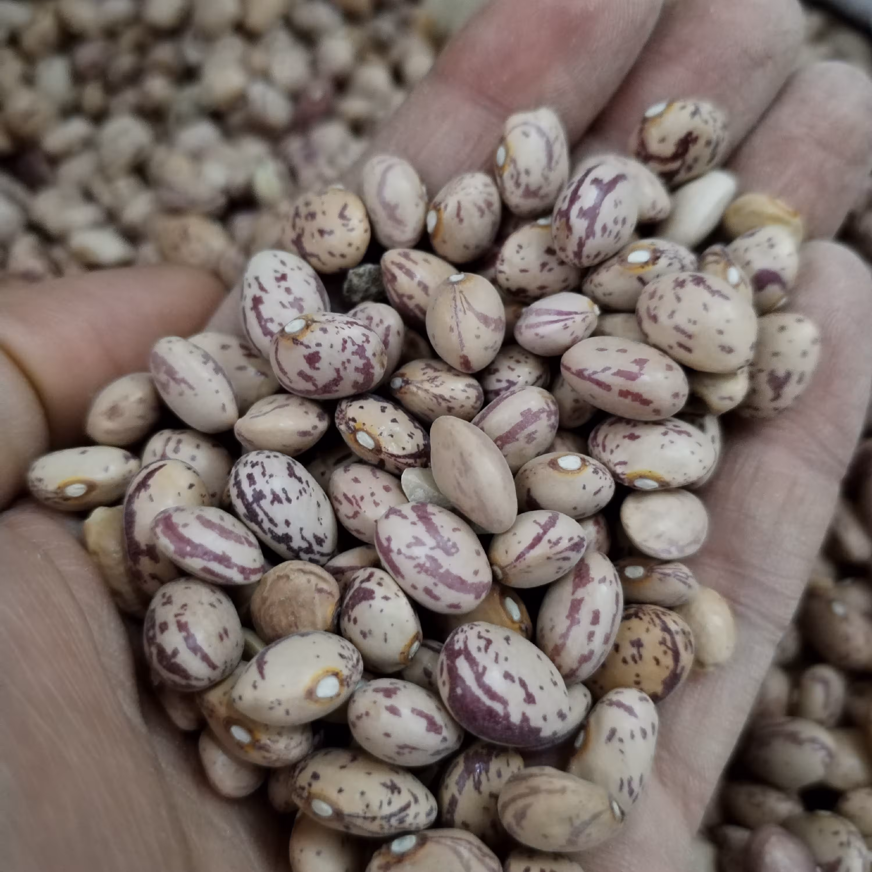 لوبیا چیتی اعلا