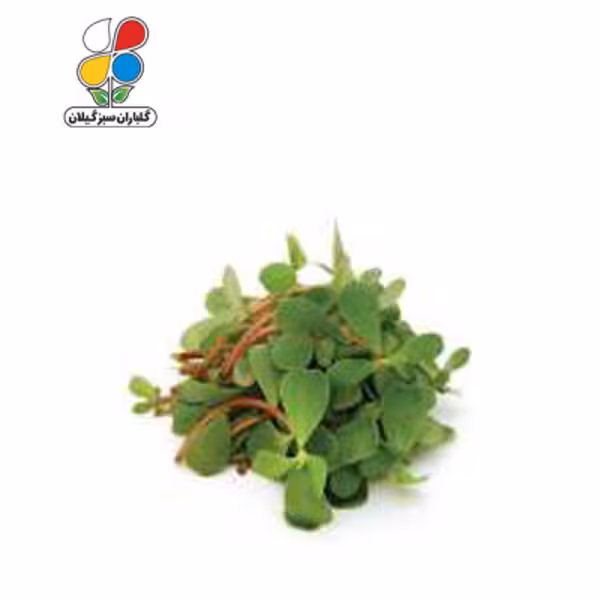 بذر خرفه بسته بندی کوچک