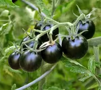 بذر گوجه فرنگی چری مشکی