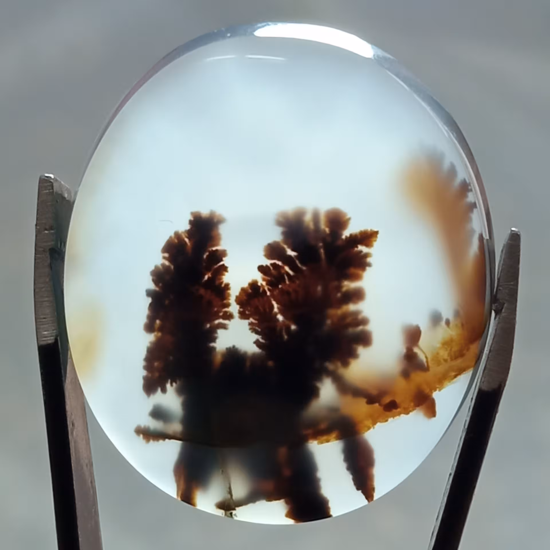 نگین انگشتری شجر قائن بسیار زیبا با زمینه شفاف