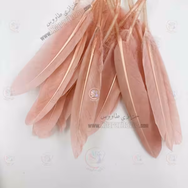 پر کفتری ( گلبهی )