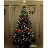 درخت کاج سوزنی 240 سانت نوک برفی