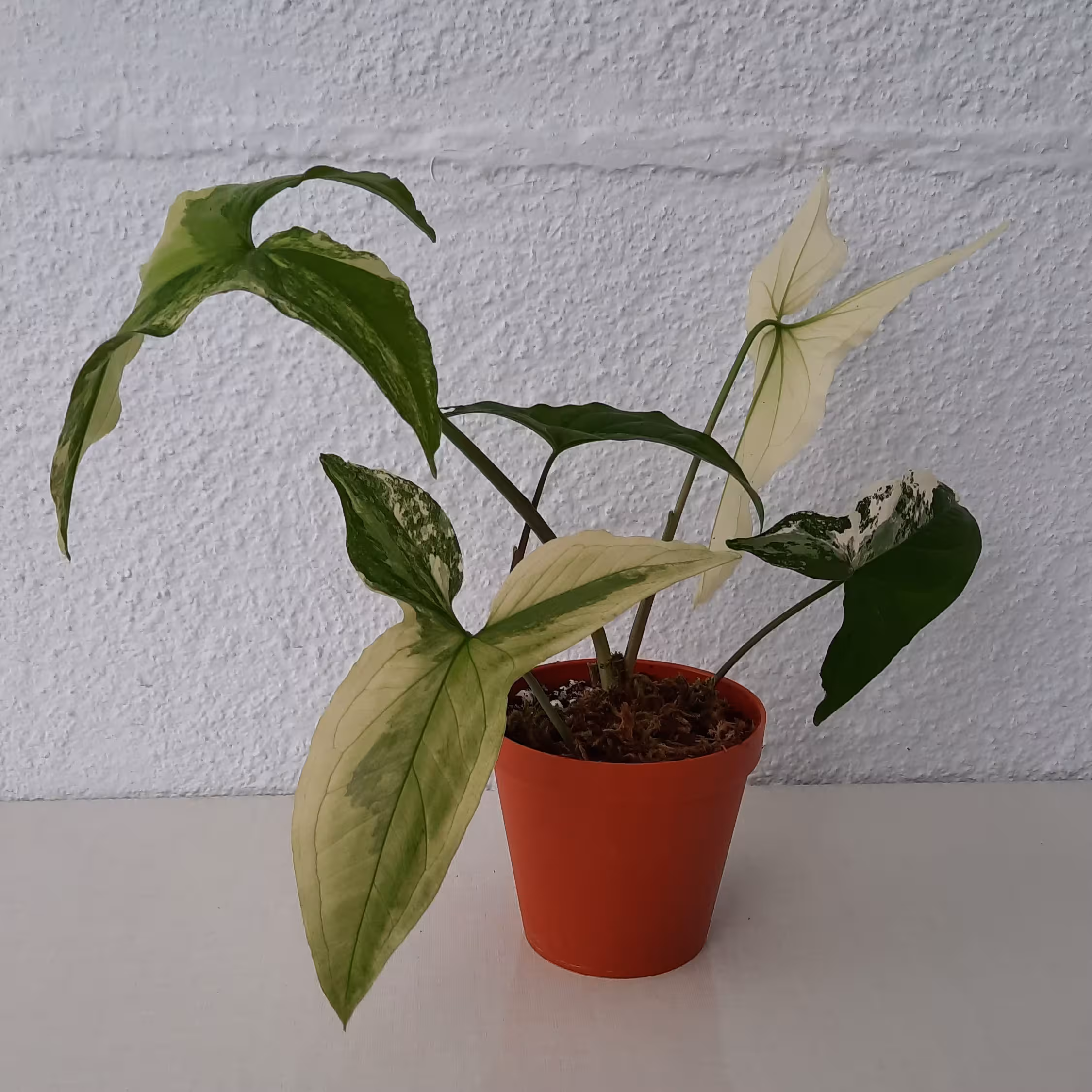 سینگ ابلق سفید و زرد( گلدان سایز 10)