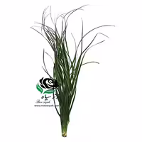 برگ گیاه لیندا (مدل ریز)