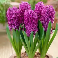 پیاز گل سنبل ارغوانی رقم Purple Sensation
