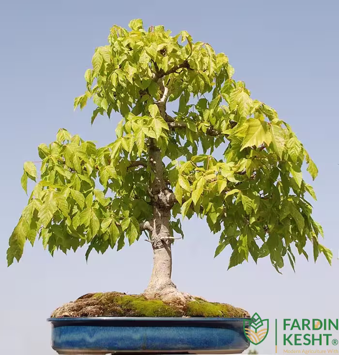 بذر افرا نگوندو یا افرا جعبه ای بونسای بسته 10 عددی