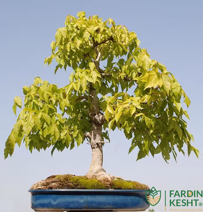 بذر افرا نگوندو یا افرا جعبه ای بونسای بسته 10 عددی