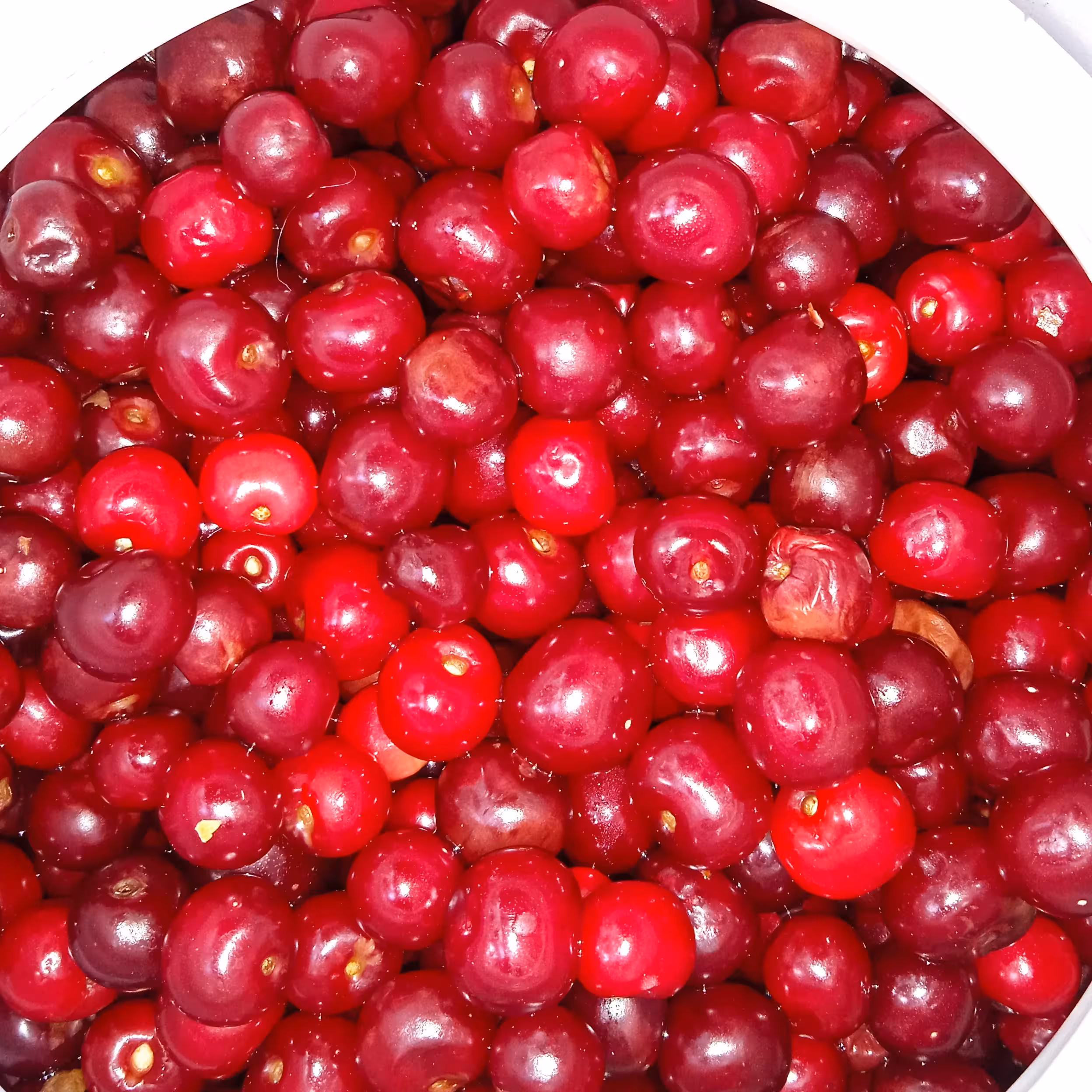 ترشی آلبالو تازه وآماده ارسال رایگان 1000گرم(غرفه محله گل وبلبل) محصول بهشت ایران زمین