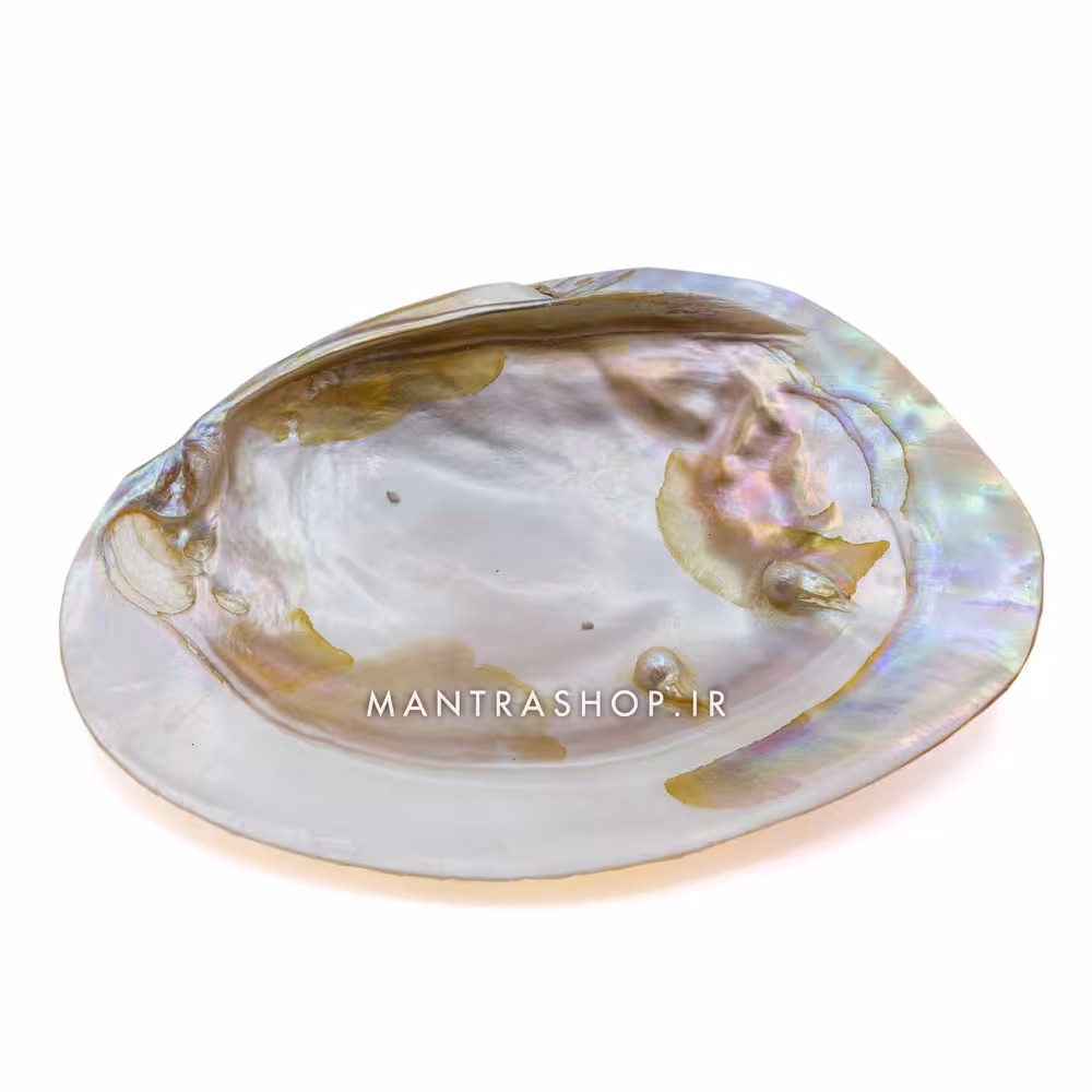 صدف مادر مروارید ساز سایز 15 الی 17 سانتی متر