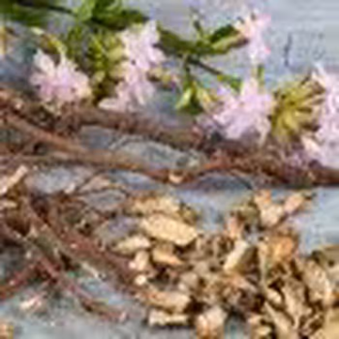 ریشه صابونی