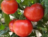 بذر گوجه فرنگی قرمز بوته ای آبدار