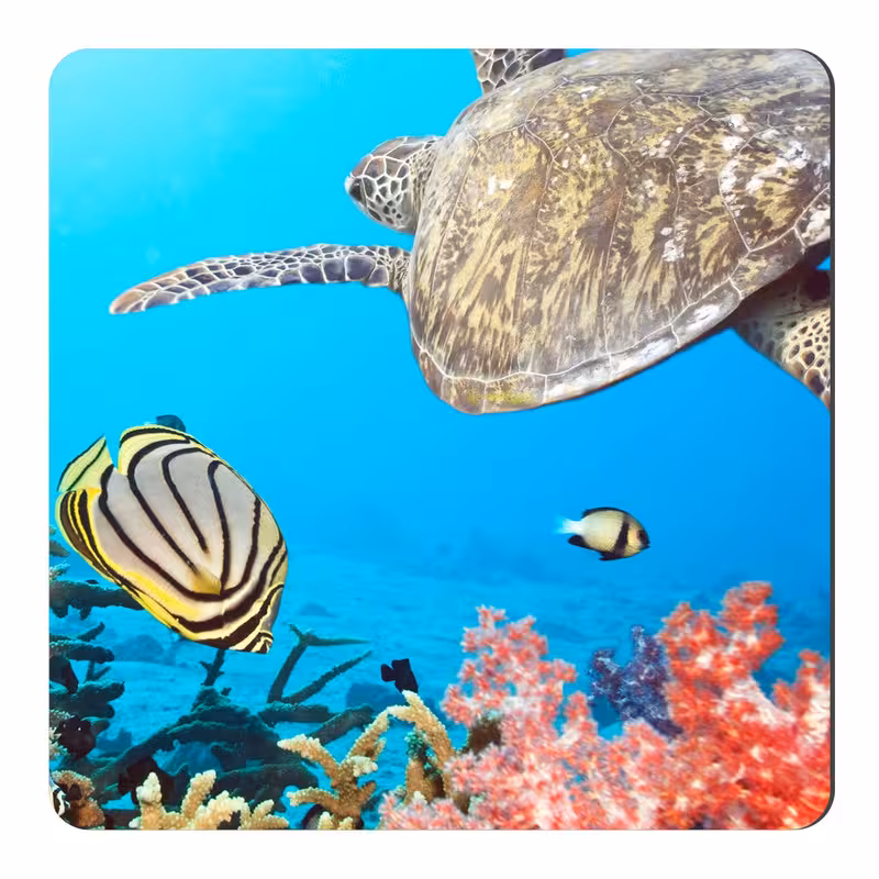 مگنت طرح آبزیان اقیانوس کد NIM786