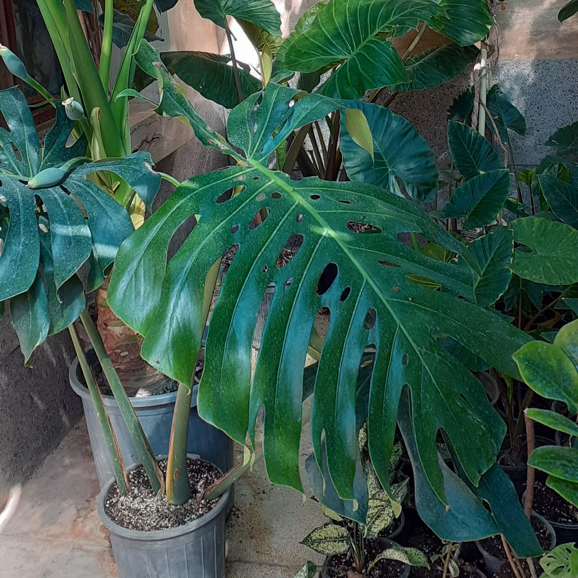 مانسترا پنجه شیری سبز غول پیکر