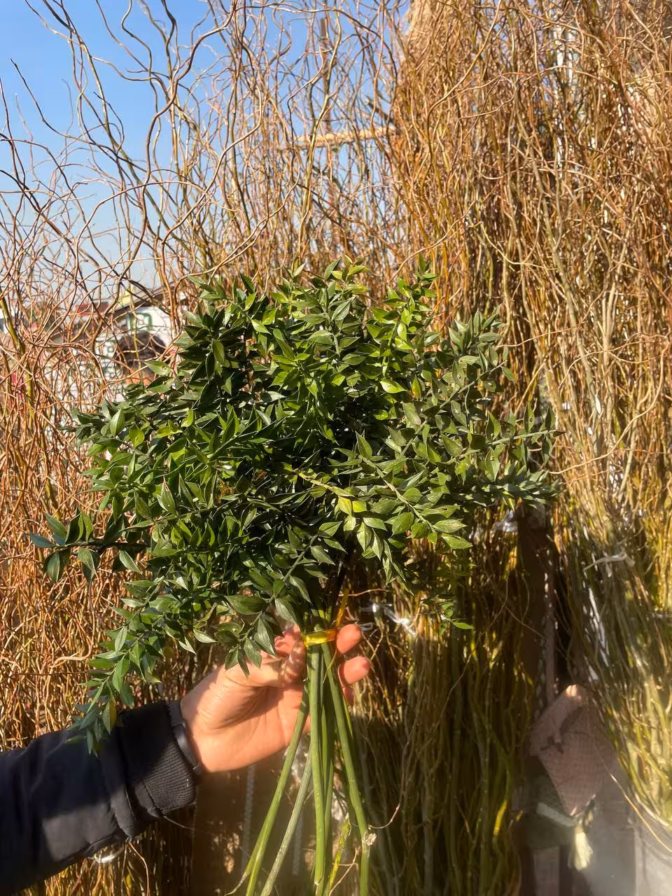 گل خشک جزه (رنگ سبز طبیعی)