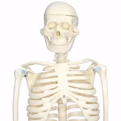 بازی آموزشی مولاژ اسکلت بدن انسان مدل Skeleton85