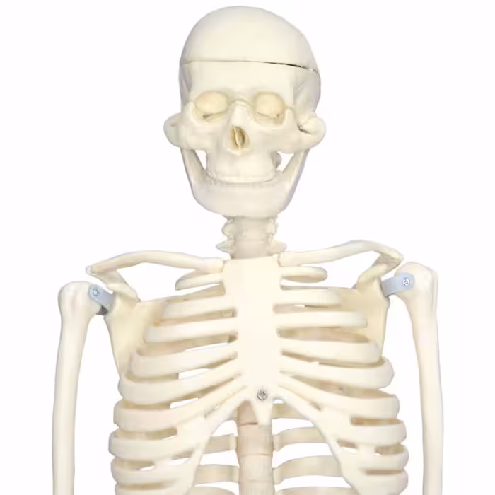بازی آموزشی مولاژ اسکلت بدن انسان مدل Skeleton85