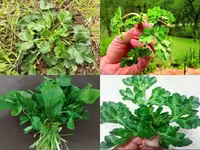 پک سبزیجات معطر شمالی